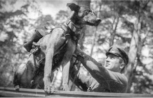 Soviet anti tank dog.jpg